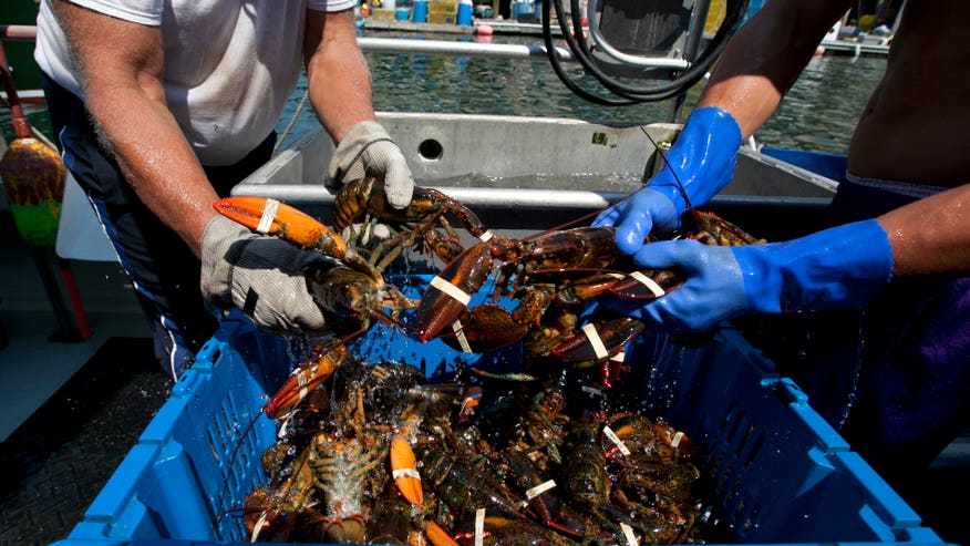 Lobster Protests_Angu.jpg